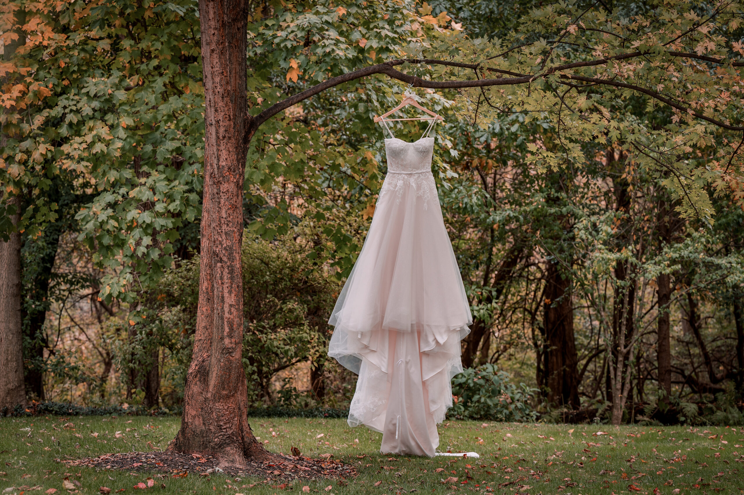 Bridal gown hanging from a tree in the fall